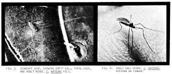 Attēlu rezultāti vaicājumam “Diderma subviridifuscum var. macrospora* young”