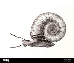 Attēlu rezultāti vaicājumam “Planorbis planorbis”