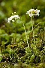 Attēlu rezultāti vaicājumam “Moneses uniflora flower”