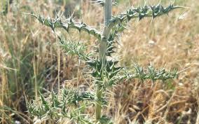 Attēlu rezultāti vaicājumam “Echinops sphaerocephalus leaf”