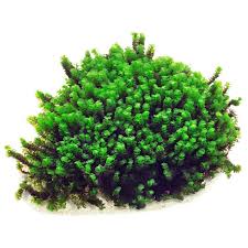 Attēlu rezultāti vaicājumam “Jungermannia subulata”