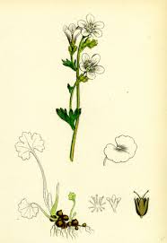 Attēlu rezultāti vaicājumam “Saxifraga granulata leaf”