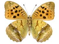 Attēlu rezultāti vaicājumam “Argynnis laodice underside”