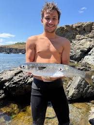 Image result for Liza aurata