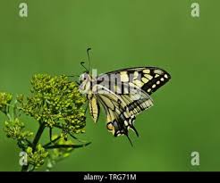 Attēlu rezultāti vaicājumam “Papilio machaon underside”