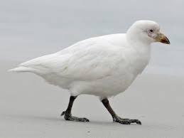 Attēlu rezultāti vaicājumam “Chionaspis salicis imago”