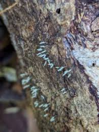 Attēlu rezultāti vaicājumam “Arcyria cinerea young”