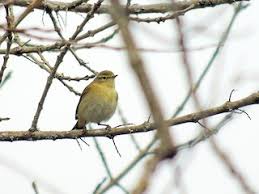 Image result for Phylloscopus ibericus