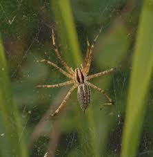 Attēlu rezultāti vaicājumam “Agelenidae”