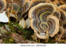 Attēlu rezultāti vaicājumam “Trichaptum biforme”