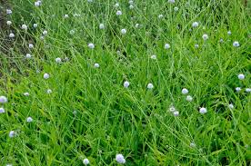 Image result for Succisella inflexa