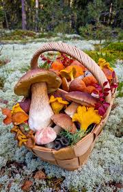 Attēlu rezultāti vaicājumam “Hemitrichia decipiens var. hemitrichoides”