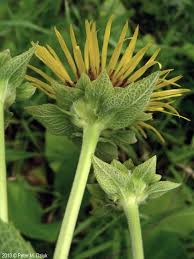 Image result for Inula helenium