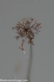 Attēlu rezultāti vaicājumam “Comatricha nigra stalked”