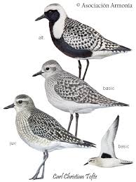 Attēlu rezultāti vaicājumam “Pluvialis squatarola”