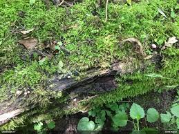 Attēlu rezultāti vaicājumam “Lycogala cf. fossiculatum”