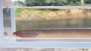 Image result for Petromyzon marinus