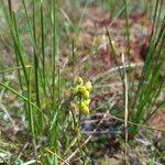 Attēlu rezultāti vaicājumam “Scheuchzeria palustris fruit”