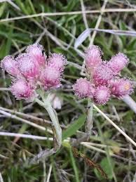 Attēlu rezultāti vaicājumam “Antennaria dioica leaf”
