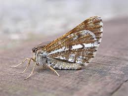 Attēlu rezultāti vaicājumam “Bupalus piniaria”