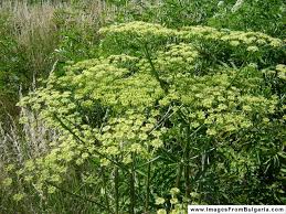 Attēlu rezultāti vaicājumam “Heracleum sphondylium subsp. sibiricum”