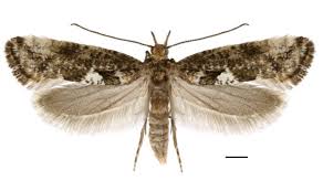 Attēlu rezultāti vaicājumam “Acrolepiopsis assectella”