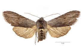 Attēlu rezultāti vaicājumam “Cucullia lucifuga”