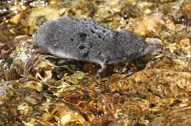 Attēlu rezultāti vaicājumam “Sorex sp.”