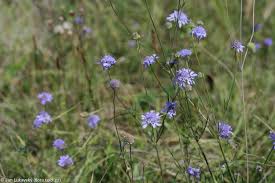 Image result for Scabiosa canescens