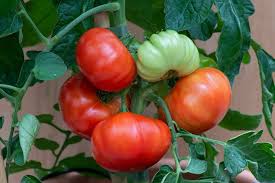 Afbeeldingsresultaat voor marmande jaune tomato