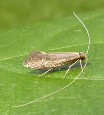 Attēlu rezultāti vaicājumam “Nematopogon sp.”