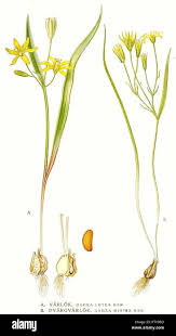 Attēlu rezultāti vaicājumam “Gagea lutea”