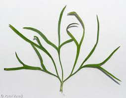 Attēlu rezultāti vaicājumam “Consolida regalis bud”