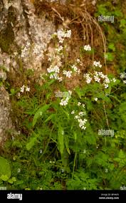 Attēlu rezultāti vaicājumam “Cardaminopsis arenosa leaf”