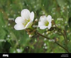 Attēlu rezultāti vaicājumam “Saxifraga granulata leaf”