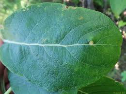 Attēlu rezultāti vaicājumam “Euura pedunculi”