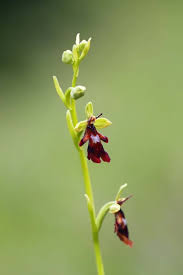 Attēlu rezultāti vaicājumam “Ophrys insectifera leaf”