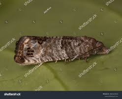 Attēlu rezultāti vaicājumam “Spilonota ocellana”