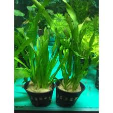 「扭蘭」的圖片搜尋結果