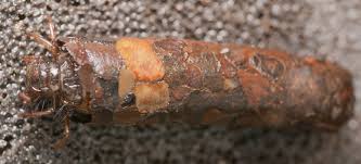 Attēlu rezultāti vaicājumam “Chaetopteryx villosa”