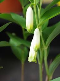 Attēlu rezultāti vaicājumam “Polygonatum odoratum bud”