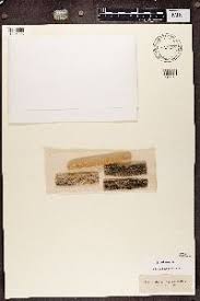 Attēlu rezultāti vaicājumam “Chaenotheca phaeocephala”