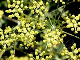 Attēlu rezultāti vaicājumam “Pastinaca sativa subsp. sylvestris leaf”