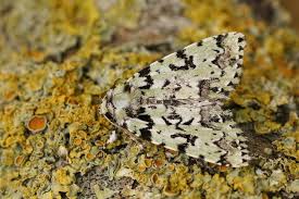 Attēlu rezultāti vaicājumam “Moma alpium”