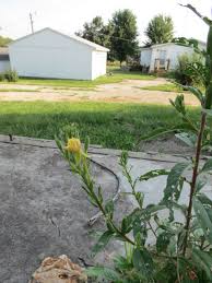 Attēlu rezultāti vaicājumam “Oenothera biennis leaf”