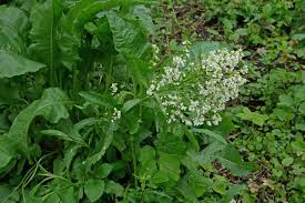 Attēlu rezultāti vaicājumam “Armoracia rusticana bud”