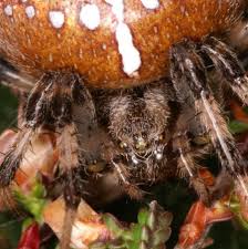 Attēlu rezultāti vaicājumam “Araneus quadratus female”