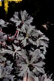 Attēlu rezultāti vaicājumam “Geranium pratense leaf”