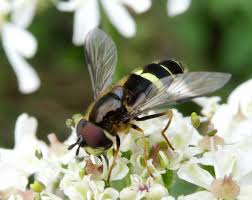 Attēlu rezultāti vaicājumam “Dasysyrphus tricinctus”