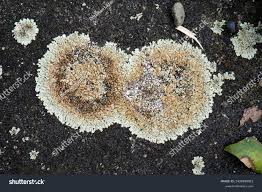 Attēlu rezultāti vaicājumam “Lecanora muralis”